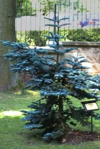 ABIES nobilis / Noble Fir