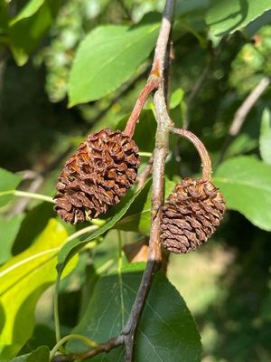ALNUS cordata / Italian Alder