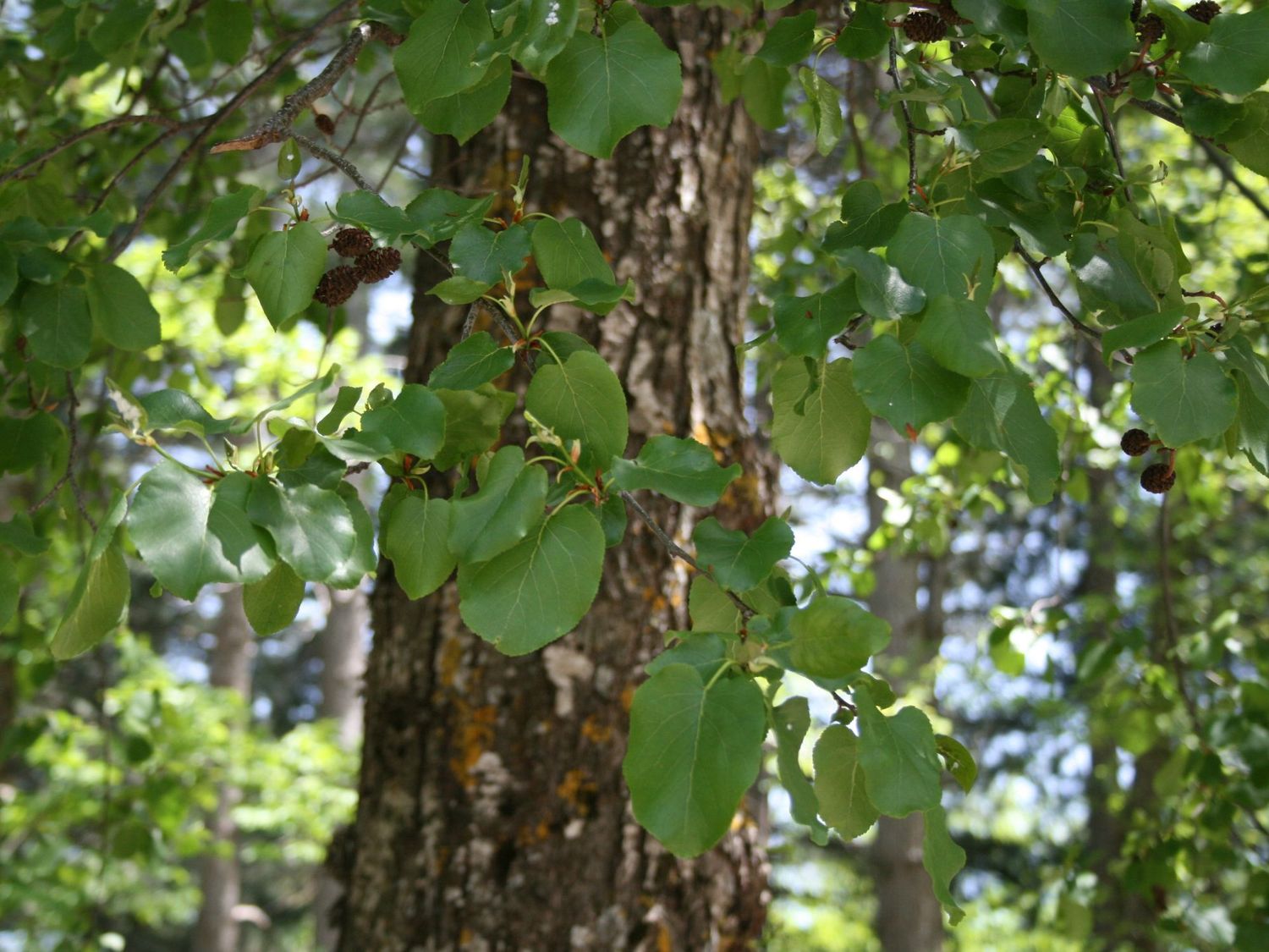 ALNUS cordata / Italian Alder