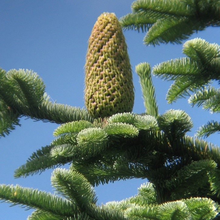 ABIES nobilis / Noble Fir