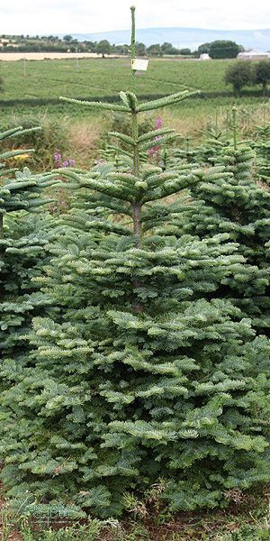 ABIES nobilis / Noble Fir