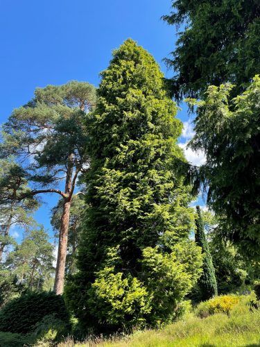 CHAMEACYPARIS lawonsonia / Lawsons Cypress