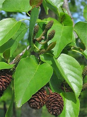 Italian Alder — view 3