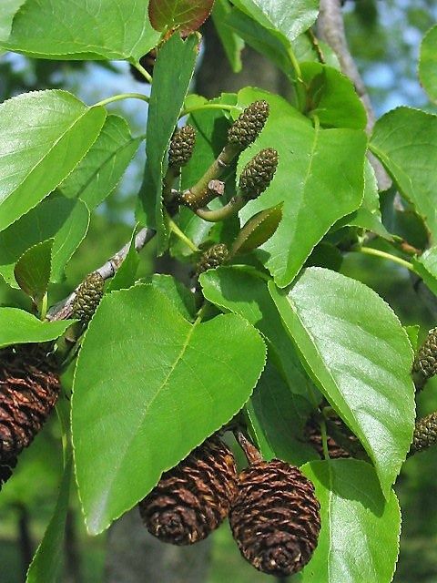 ALNUS cordata / Italian Alder