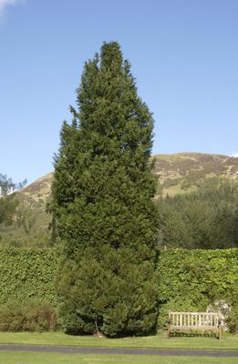 Lawsons Cypress — view 3