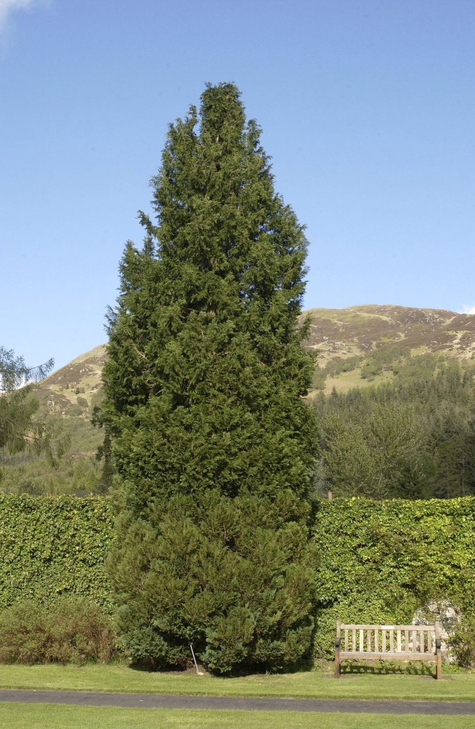 CHAMEACYPARIS lawonsonia / Lawsons Cypress