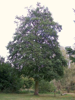 Italian Alder — view 4