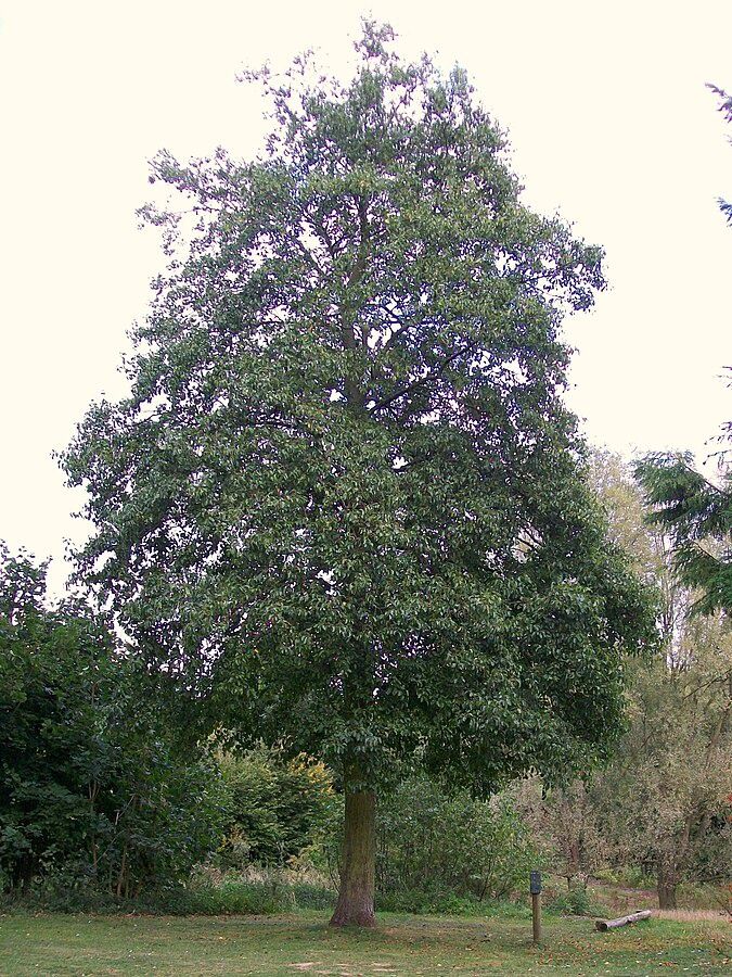 ALNUS cordata / Italian Alder