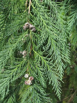 CHAMAECYPARIS lawonsonia / Lawsons Cypress