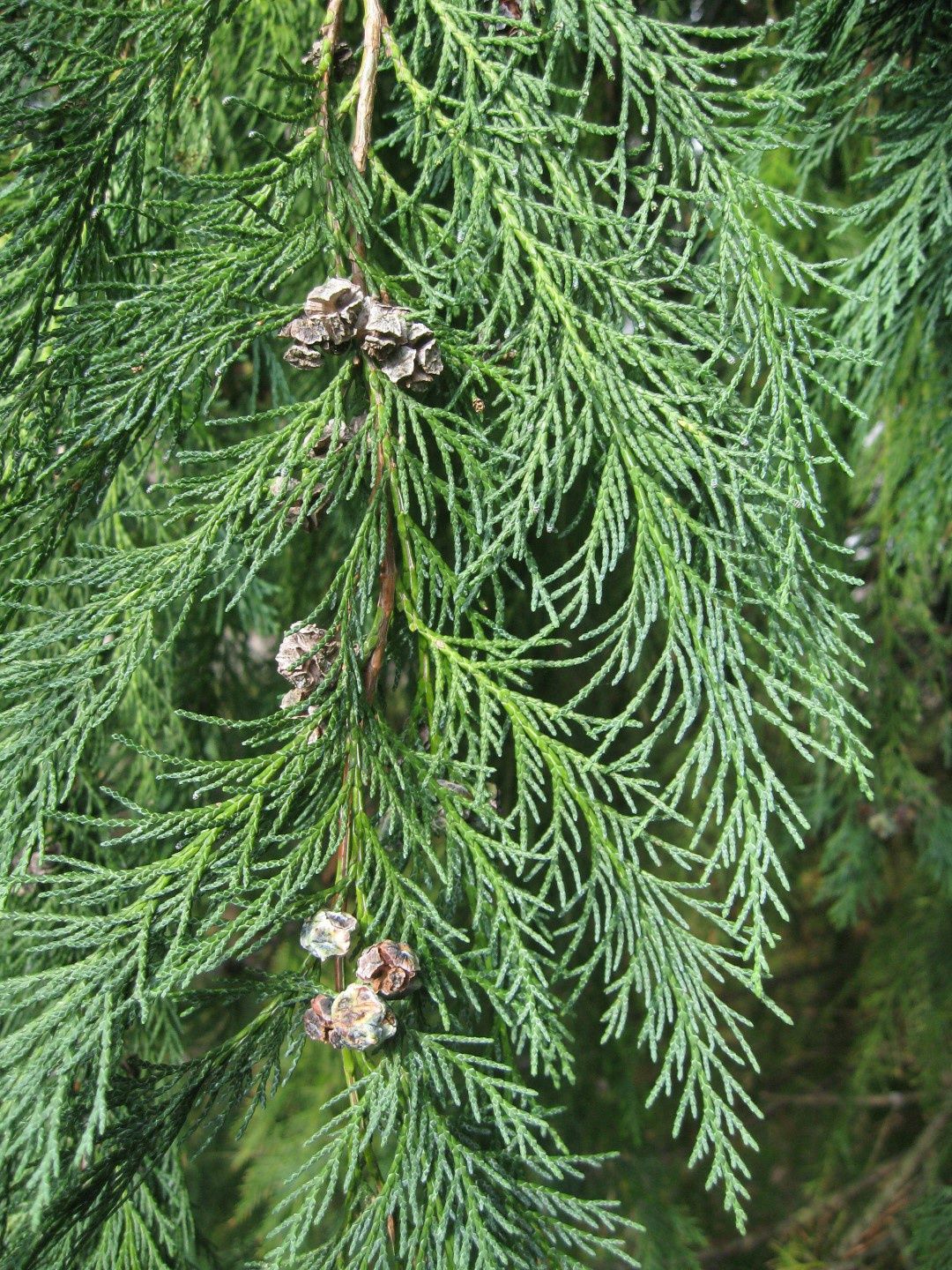 CHAMEACYPARIS lawonsonia / Lawsons Cypress