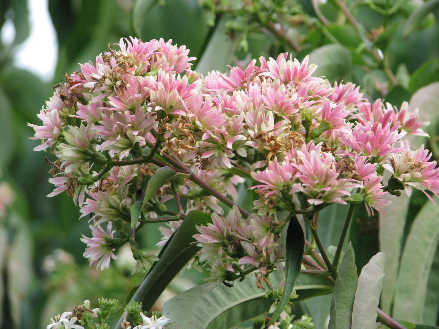 HEPTACODIUM miconioides / Seven Son Flower of Zhejiang