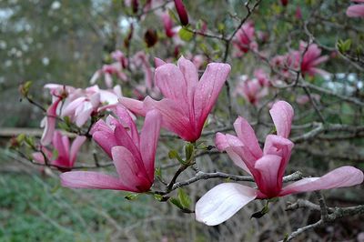 Magnolia — view 5