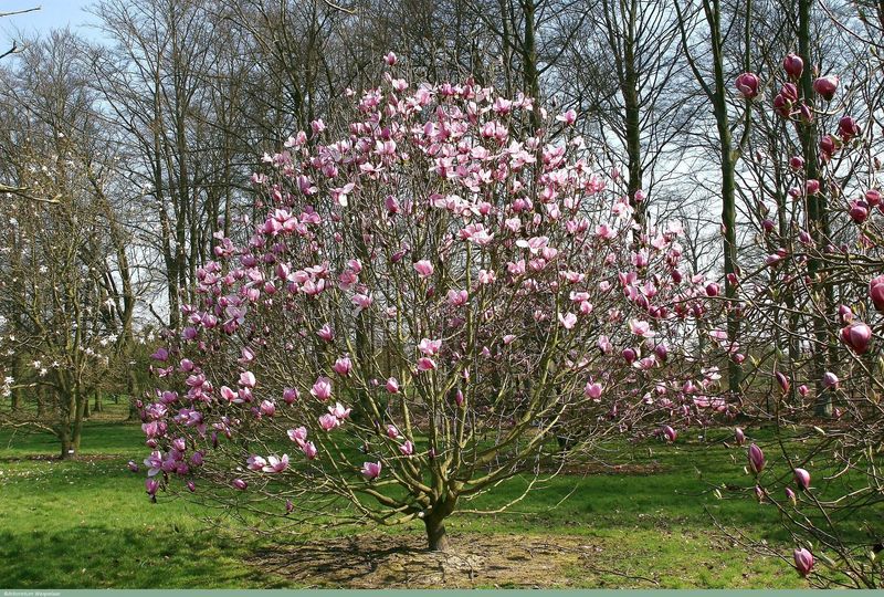 Magnolia tree for sale UK
