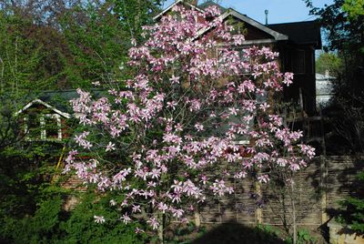 Magnolia — view 2