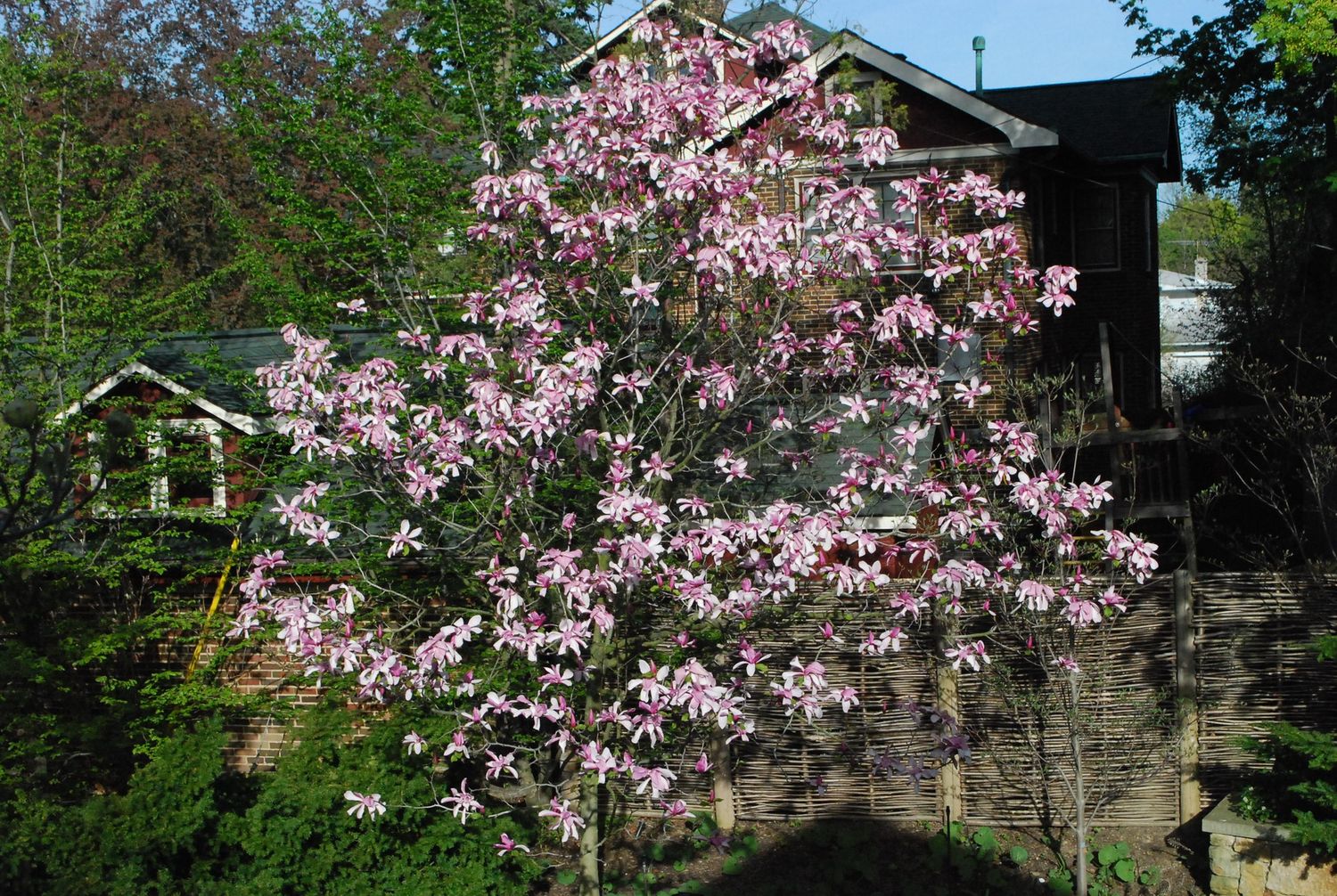 MAGNOLIA ‘Galaxy’ / Magnolia [standard]