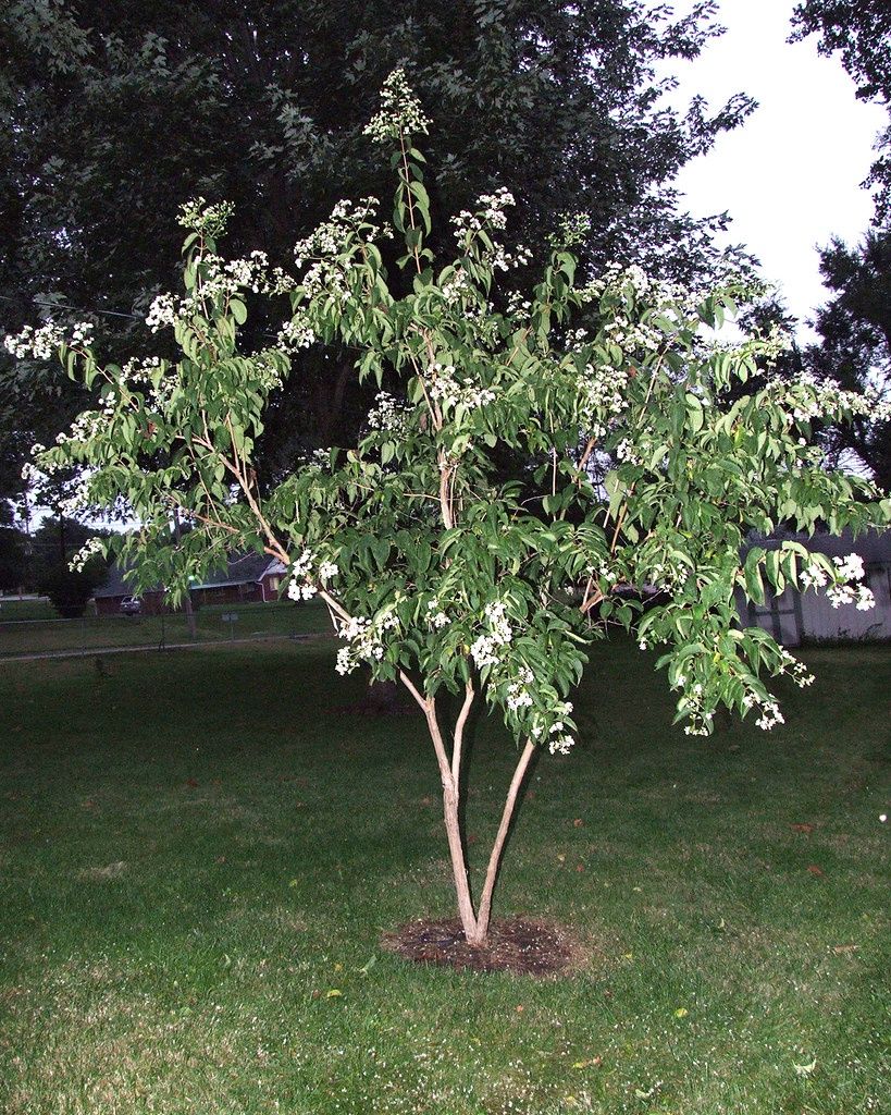 HEPTACODIUM miconioides / Seven Son Flower of Zhejiang