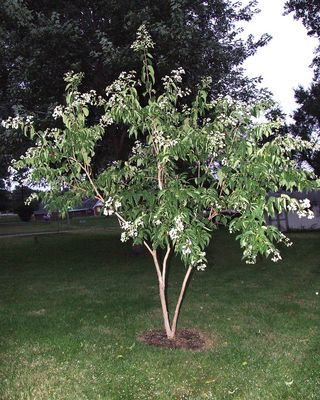 HEPTACODIUM miconioides / Seven Son Flower of Zhejiang