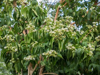 Seven Son Flower of Zhejiang — view 3