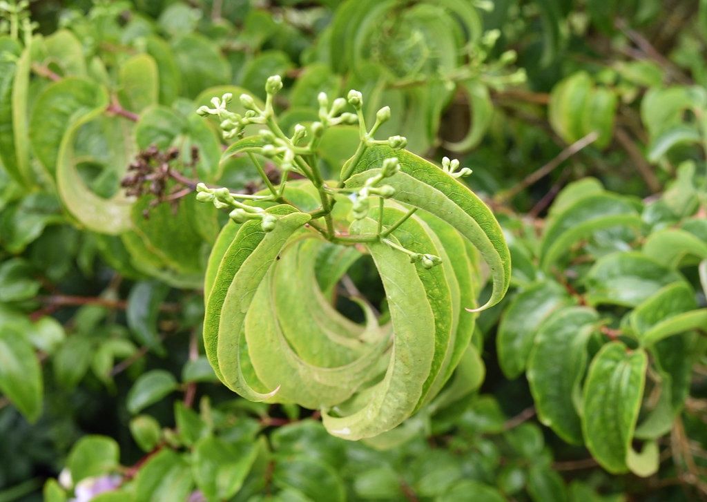 HEPTACODIUM miconioides / Seven Son Flower of Zhejiang