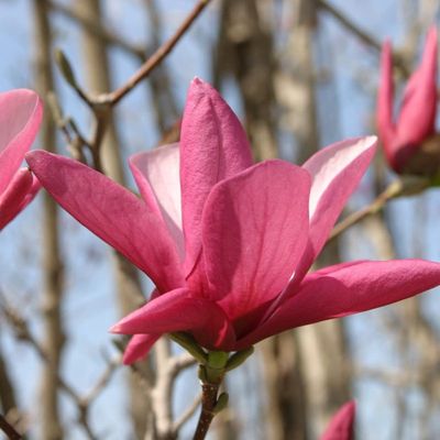 Magnolia — view 3