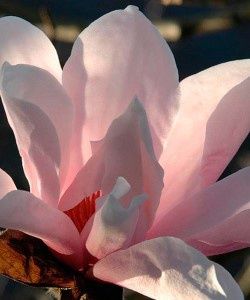 Magnolia — view 4