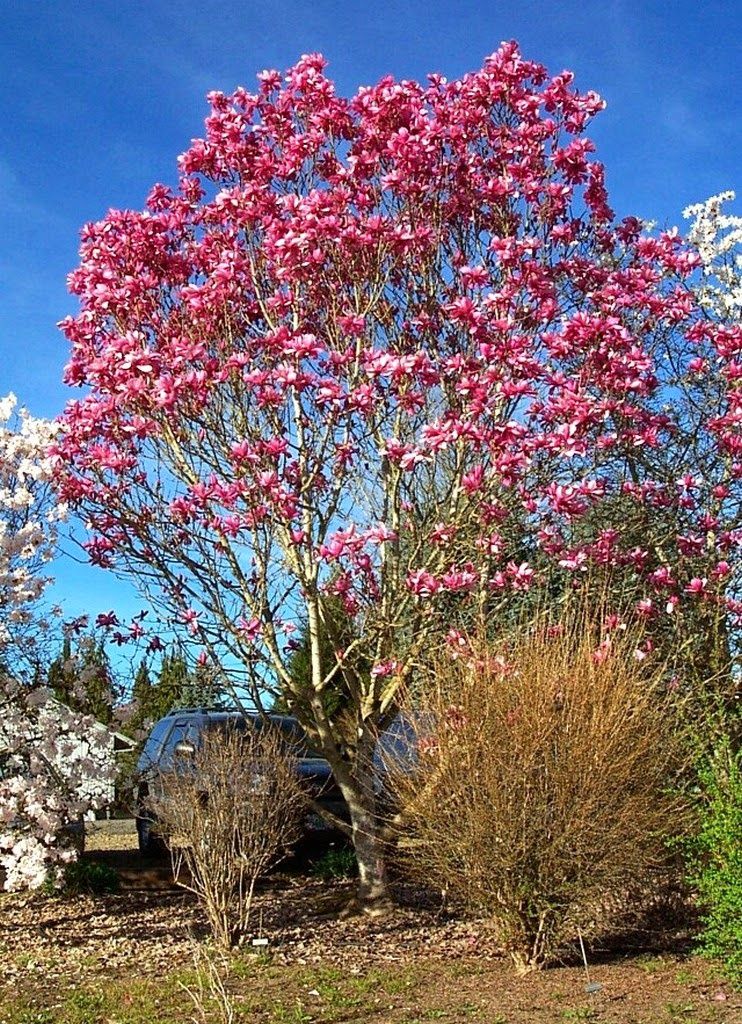 MAGNOLIA ‘Galaxy’ / Magnolia [standard]