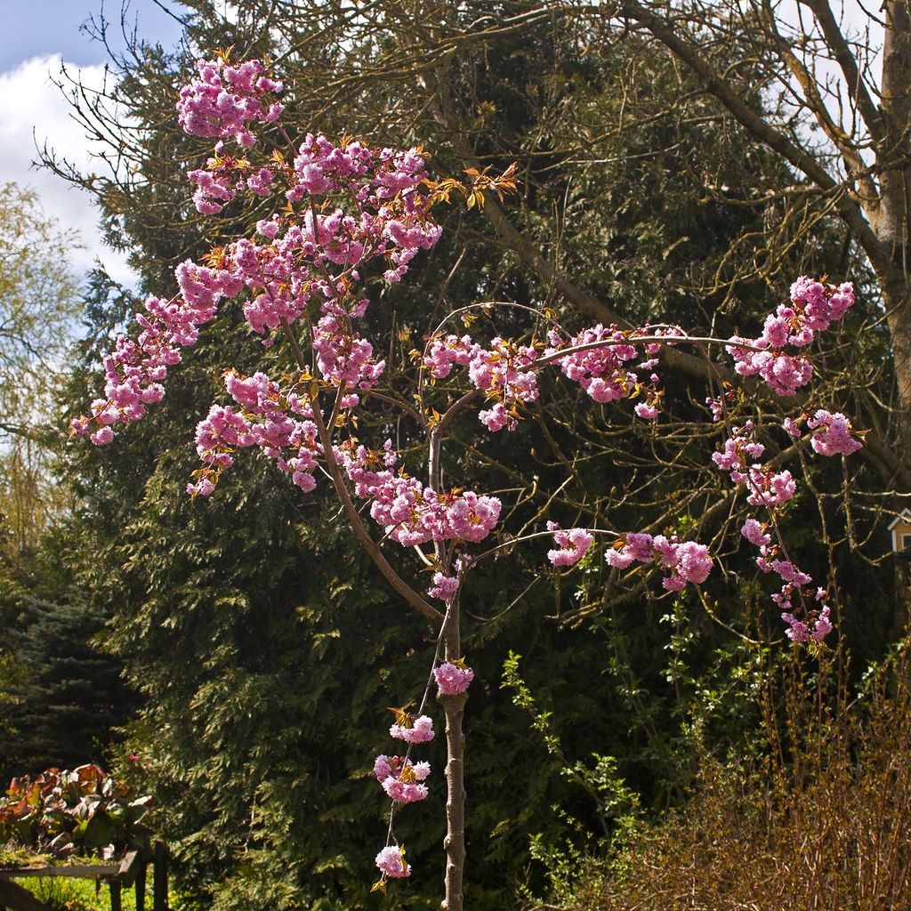 PRUNUS &#39;Kiku-shidare-zakura’ / Cheal’s Weeping Cherry