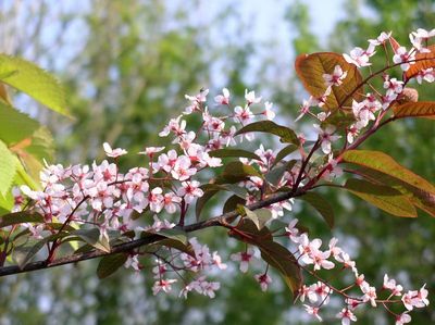 Purple Bird Cherry