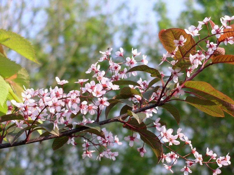Purple Bird Cherry tree for sale UK