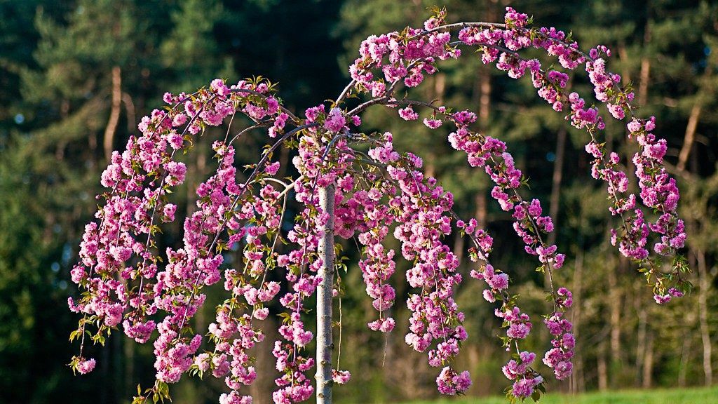 PRUNUS &#39;Kiku-shidare-zakura’ / Cheal’s Weeping Cherry