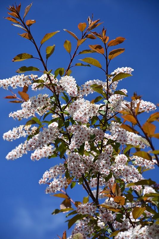 PRUNUS padus ‘Colorata’ / Purple Bird Cherry