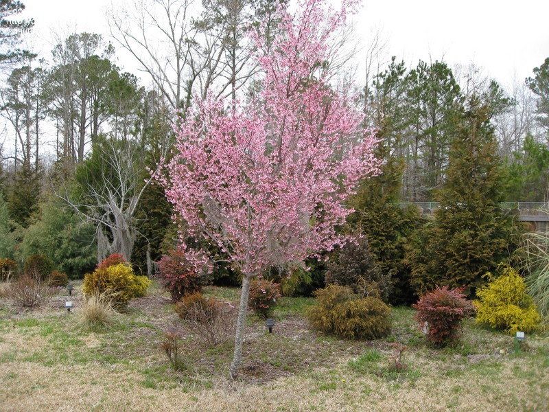 PRUNUS padus ‘Colorata’ / Purple Bird Cherry