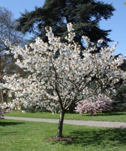 PRUNUS serrulata ‘Tai Haku’ / Great White Cherry