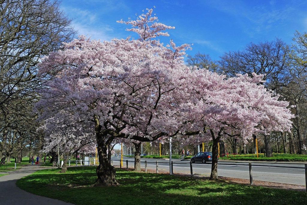 PRUNUS x yedoensis / Yoshino Cherry