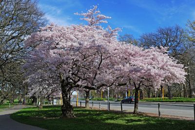 PRUNUS x yedoensis / Yoshino Cherry