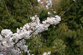PRUNUS x yedoensis / Yoshino Cherry