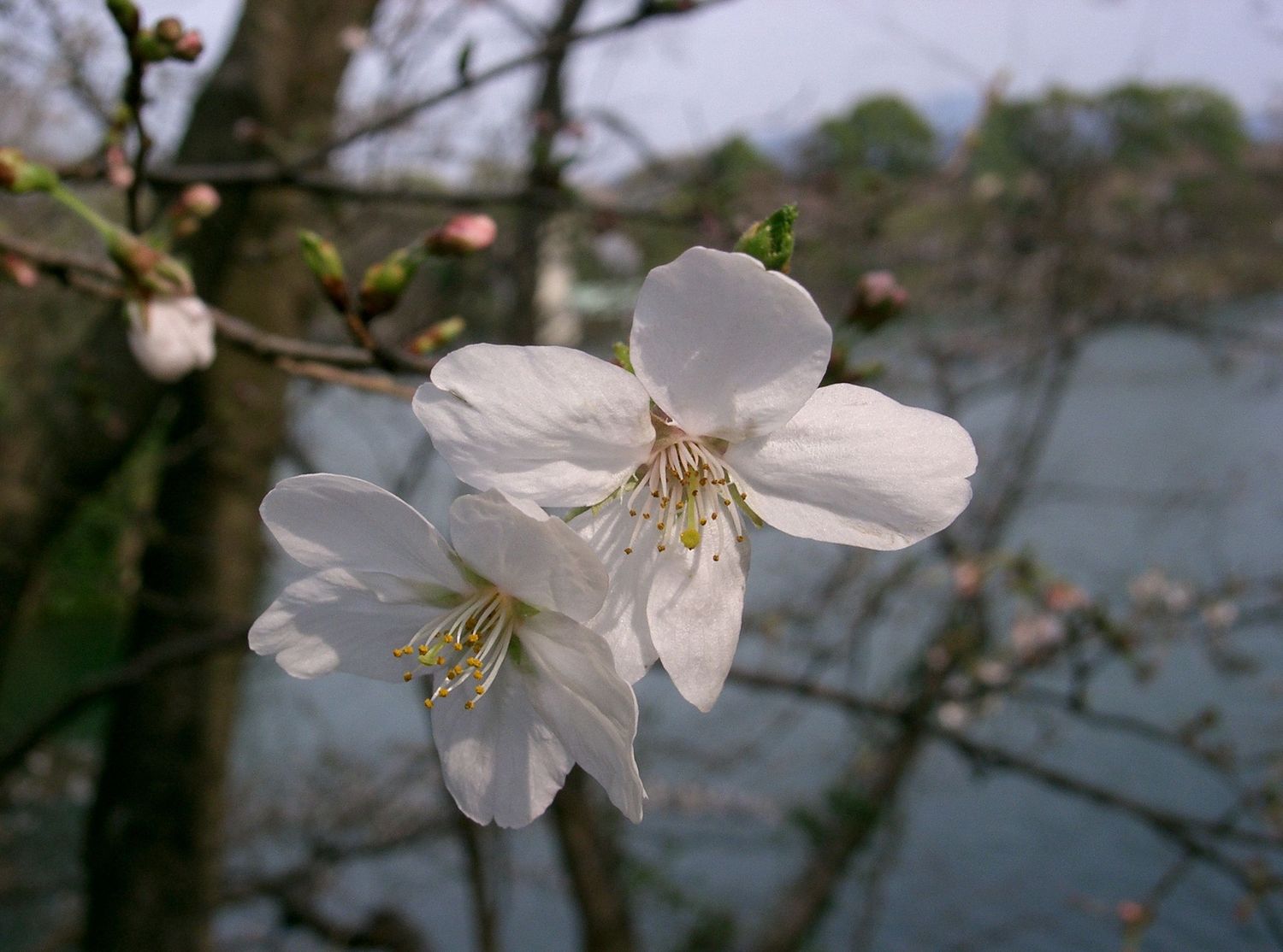 PRUNUS x yedoensis / Yoshino Cherry