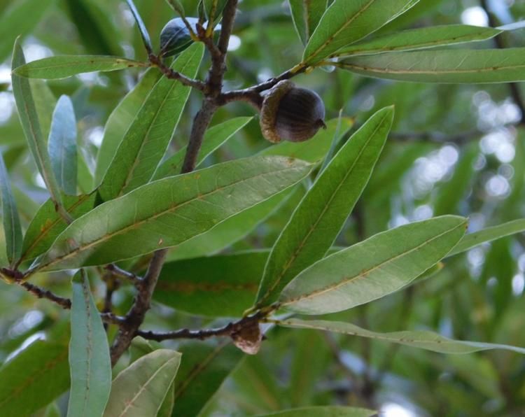 QUERCUS phellos / Willow Oak