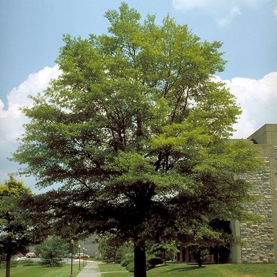Willow Oak — view 3