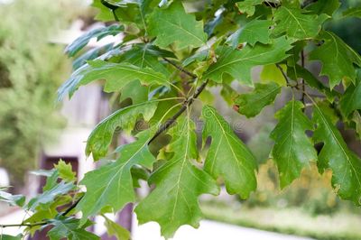 QUERCUS shumardii / Shumard Oak