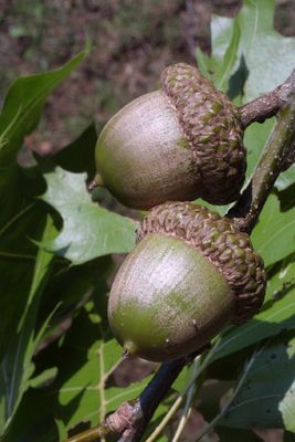 Shumard Oak — view 2