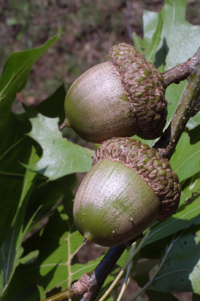 QUERCUS shumardii / Shumard Oak