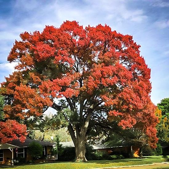 QUERCUS shumardii / Shumard Oak