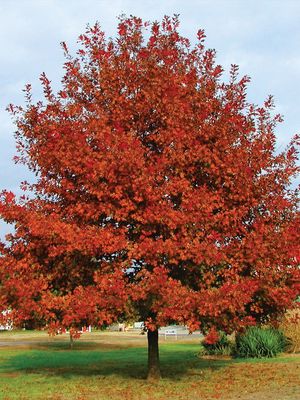 Shumard Oak — view 3