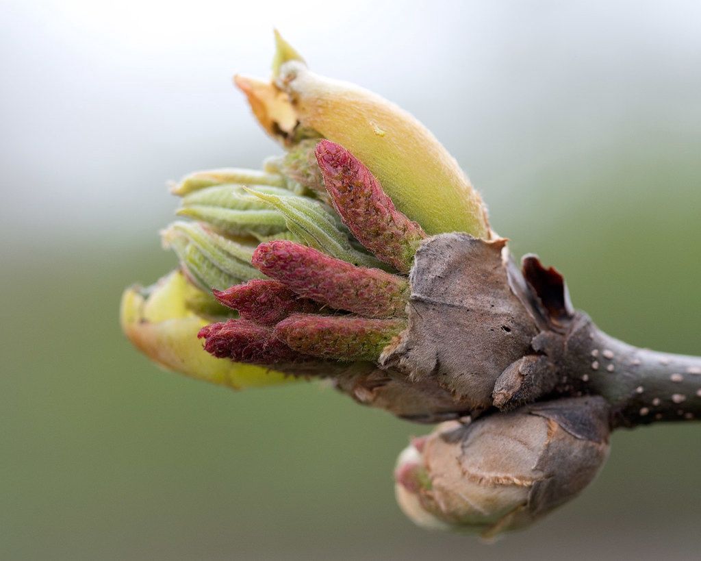 CARYA ovata / Shagbark Hickory
