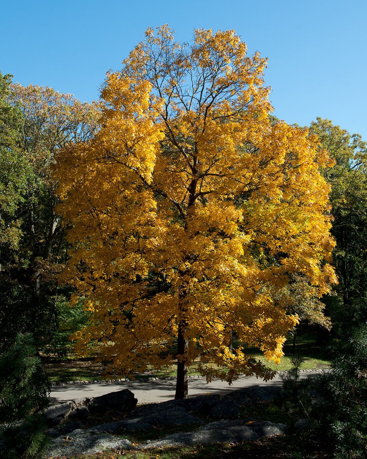 CARYA ovata / Shagbark Hickory