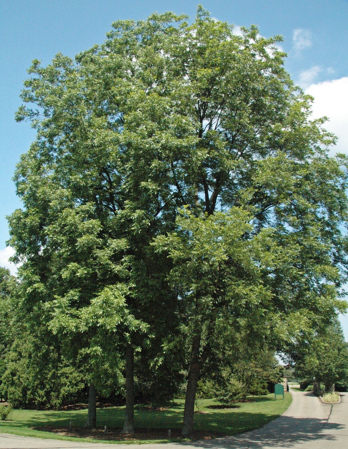 CARYA illinoinensis / Pecan