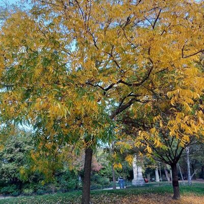 Pecan — view 4