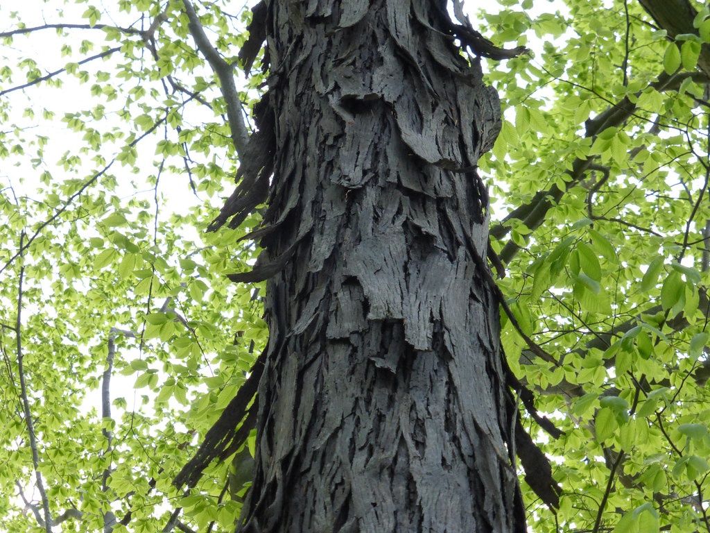CARYA ovata / Shagbark Hickory