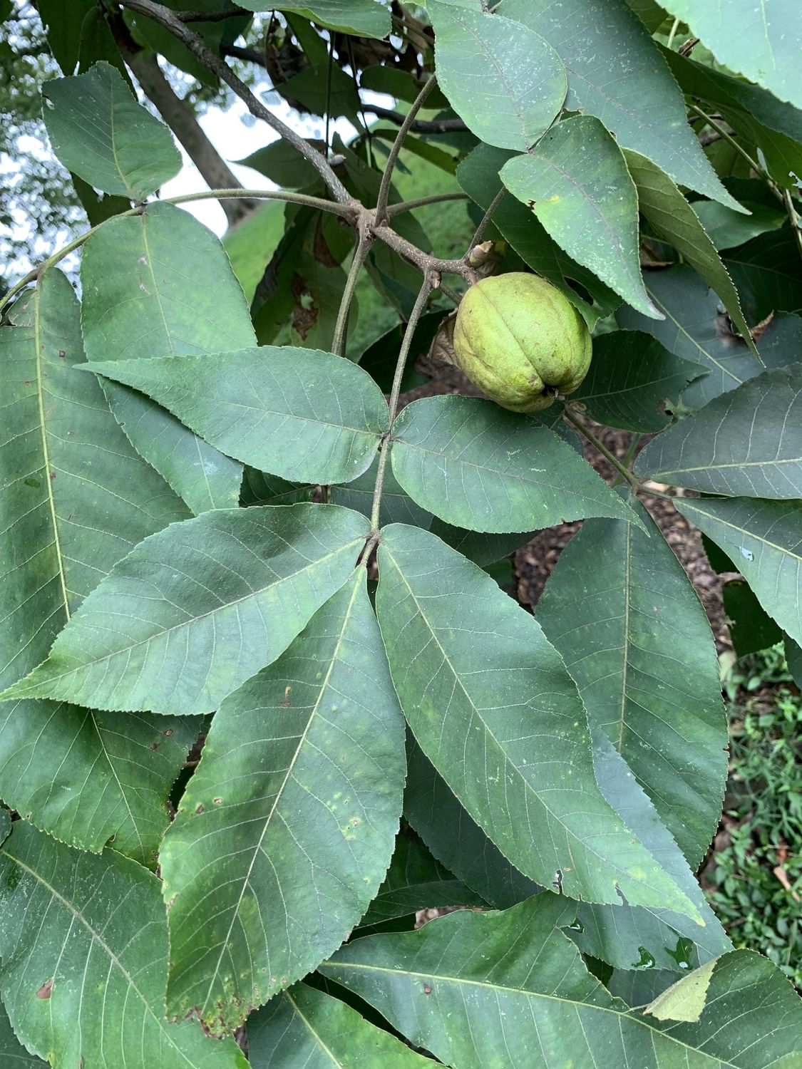 CARYA ovata / Shagbark Hickory